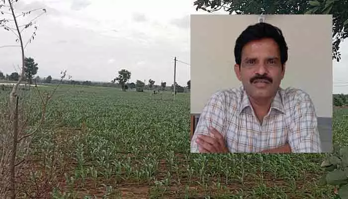 స్వల్పకాలిక పంటలతో లాభాలు: వ్యవసాయాధికారి సోమలింగారెడ్డి స్వల్పకాలిక పంటలతో లాభాలు: వ్యవసాయాధికారి సోమలింగారెడ్డి