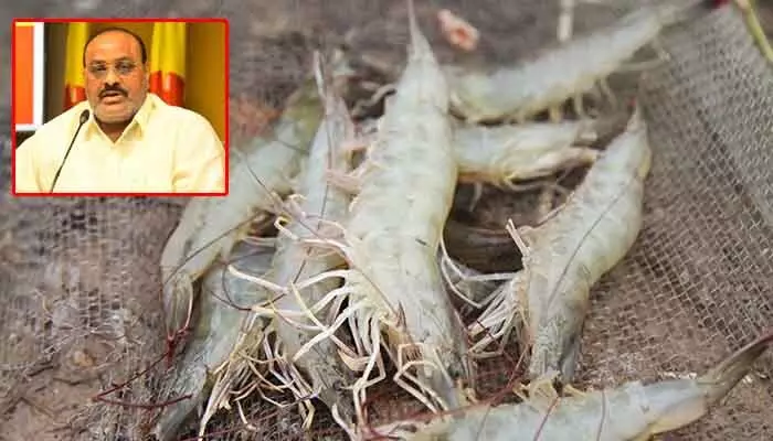 రొయ్యల్లో వైట్ గట్ వ్యాధి.. మత్స్యశాఖ అధికారులకు మంత్రి అచ్చెన్న ఆదేశాలు రొయ్యల్లో వైట్ గట్ వ్యాధి.. మత్స్యశాఖ అధికారులకు మంత్రి అచ్చెన్న ఆదేశాలు