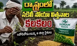 రాష్ట్రంలో నకిలీ సోయా విత్తనాల కలకలం.. లబోదిబోమంటున్న ఆ జిల్లా రైతులు రాష్ట్రంలో నకిలీ సోయా విత్తనాల కలకలం.. లబోదిబోమంటున్న ఆ జిల్లా రైతులు
