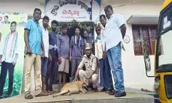ఫెన్సింగ్ వైర్లలో చిక్కుకున్న జింకకు ప్రాణదానం