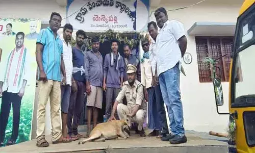 ఫెన్సింగ్ వైర్లలో చిక్కుకున్న జింకకు ప్రాణదానం