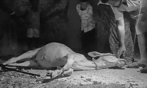 చిరుత దాడిలో ఆవు దూడ మృతి