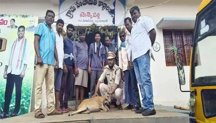 ఫెన్సింగ్ వైర్లలో చిక్కుకున్న జింకకు ప్రాణదానం ఫెన్సింగ్ వైర్లలో చిక్కుకున్న జింకకు ప్రాణదానం
