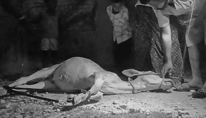 చిరుత దాడిలో ఆవు దూడ మృతి చిరుత దాడిలో ఆవు దూడ మృతి