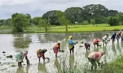వర్షాలతో చిగురించిన ఆశలు..!