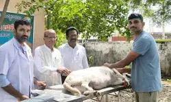 ర్యాబిస్ వ్యాధికి మందులు లేవు.. నివారణే మార్గం ర్యాబిస్ వ్యాధికి మందులు లేవు.. నివారణే మార్గం