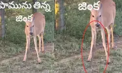 ప్రకృతి నియమాలకు విరుద్ధం.. ‘పామును తిన్న జింక వీడియో వైరల్!