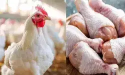 చికెన్ ప్రియులకు మింగుడుపడని కోడి ధరలు చికెన్ ప్రియులకు మింగుడుపడని కోడి ధరలు