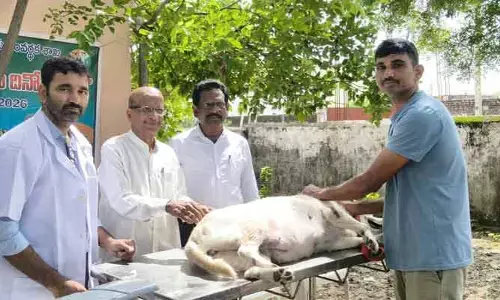 ర్యాబిస్ వ్యాధికి మందులు లేవు.. నివారణే మార్గం