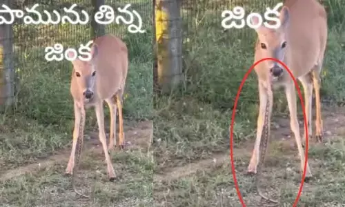 ప్రకృతి నియమాలకు విరుద్ధం.. ‘పామును తిన్న జింక వీడియో వైరల్!