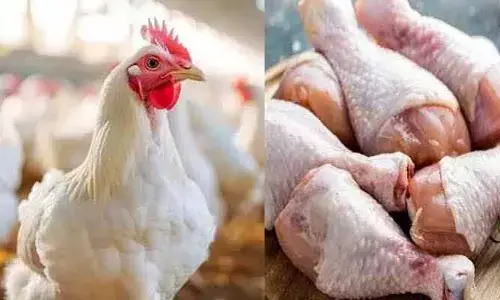 చికెన్ ప్రియులకు మింగుడుపడని కోడి ధరలు
