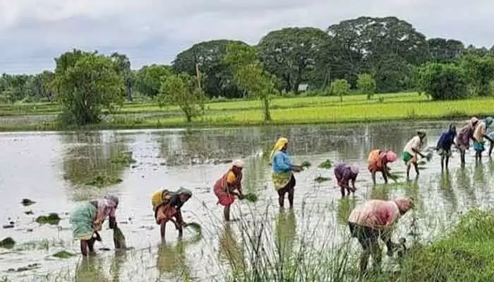 వర్షాలతో చిగురించిన ఆశలు..! వర్షాలతో చిగురించిన ఆశలు..!