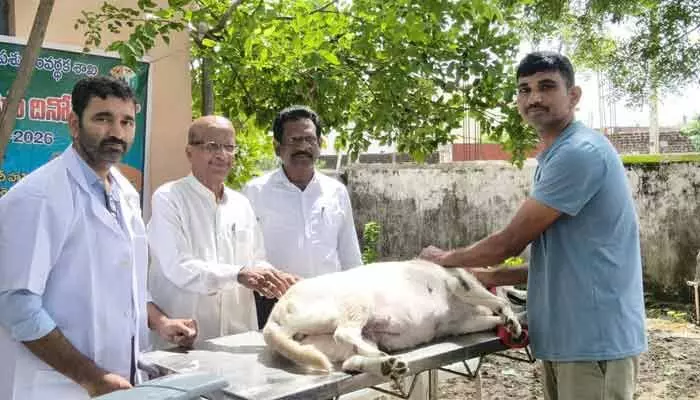 ర్యాబిస్ వ్యాధికి మందులు లేవు.. నివారణే మార్గం ర్యాబిస్ వ్యాధికి మందులు లేవు.. నివారణే మార్గం