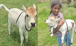 లక్కవరంలో అరుదైన పుంగనూరు దూడ సందడి!