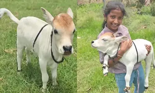 లక్కవరంలో అరుదైన పుంగనూరు దూడ సందడి!