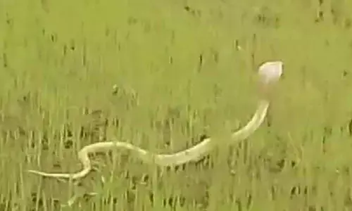 ఖానాపూర్‌లో కనిపించిన అరుదైన శ్వేత నాగు