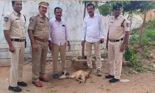 దారి తప్పి జనావాసాల్లోకి వచ్చిన దుప్పి..