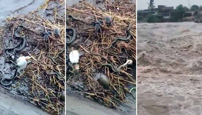 వరదలో వైరాన్ని మర్చిన జీవులు.. వైరల్‌గా మారిన అరుదైన దృశ్యం