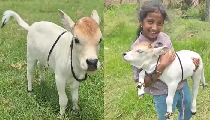 లక్కవరంలో అరుదైన పుంగనూరు దూడ సందడి! లక్కవరంలో అరుదైన పుంగనూరు దూడ సందడి!