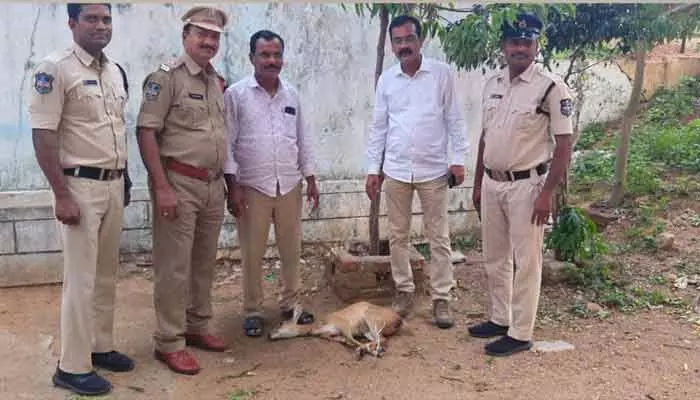 దారి తప్పి జనావాసాల్లోకి వచ్చిన దుప్పి.. దారి తప్పి జనావాసాల్లోకి వచ్చిన దుప్పి..