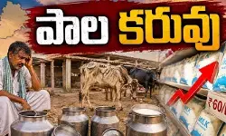 రాష్ట్రంలో పడిపోయిన పాల ఉత్పత్తి.. పట్టించుకోని పశుసంవర్ధక శాఖ రాష్ట్రంలో పడిపోయిన పాల ఉత్పత్తి.. పట్టించుకోని పశుసంవర్ధక శాఖ