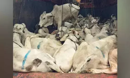 అక్రమ పశువుల రవాణా వాహనం పట్టివేత