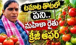 Viral: టమాట తోటలో ఉద్యోగాల కోసం అప్లికేషన్లు.. నెలకి రూ.12 వేల జీతంతో పాటు బోనస్ కూడా.. Viral: టమాట తోటలో ఉద్యోగాల కోసం అప్లికేషన్లు.. నెలకి రూ.12 వేల జీతంతో పాటు బోనస్ కూడా..