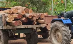 అక్రమ రవాణాపై అటవీ శాఖ దాడి అక్రమ రవాణాపై అటవీ శాఖ దాడి