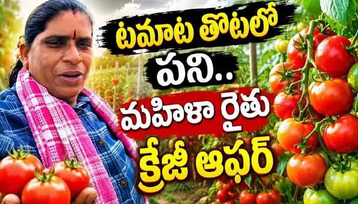 Viral: టమాట తోటలో ఉద్యోగాల కోసం అప్లికేషన్లు.. నెలకి రూ.12 వేల జీతంతో పాటు బోనస్ కూడా.. Viral: టమాట తోటలో ఉద్యోగాల కోసం అప్లికేషన్లు.. నెలకి రూ.12 వేల జీతంతో పాటు బోనస్ కూడా..