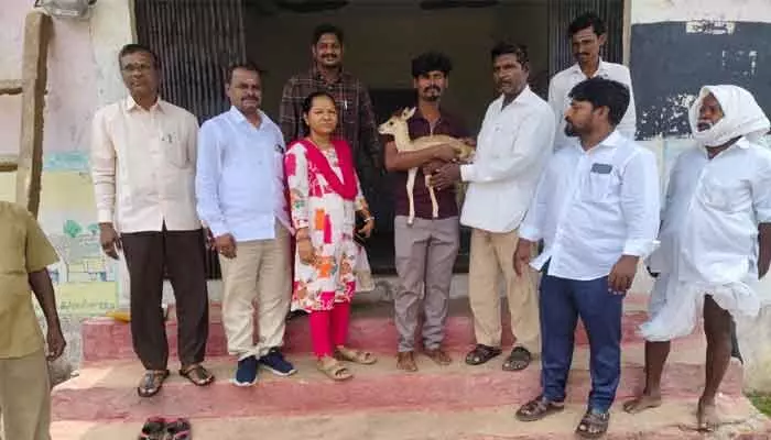 గొర్రెల కాపరికి దొరికిన జింక పిల్లను అటవీ శాఖకు అప్పగింత గొర్రెల కాపరికి దొరికిన జింక పిల్లను అటవీ శాఖకు అప్పగింత