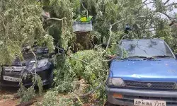 నేల వాలిన 200 ఏళ్ల చరిత్ర కలిగిన నారేప చెట్టు