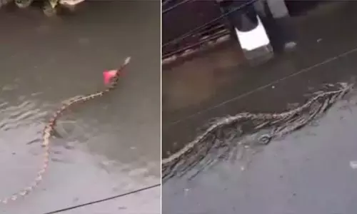 బాలిని ముంచెత్తిన వరదలు.. వీధుల్లోకి కొట్టుకు వస్తున్న భారీ పైథాన్లు!