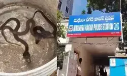 మధురానగర్ పోలీస్ స్టేషన్లో నాగుపాము పిల్లల కలకలం మధురానగర్ పోలీస్ స్టేషన్లో నాగుపాము పిల్లల కలకలం
