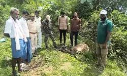 చిరుత పులి దాడిలో ఆవు మృతి..! చిరుత పులి దాడిలో ఆవు మృతి..!