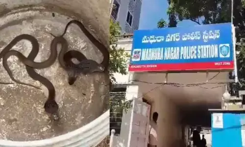 మధురానగర్ పోలీస్ స్టేషన్‌లో నాగుపాము పిల్లల కలకలం