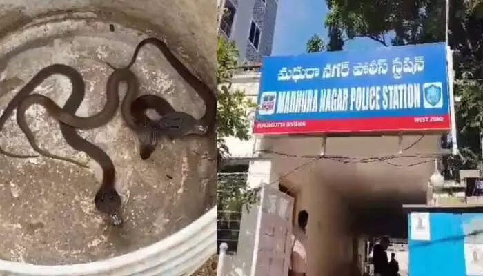 మధురానగర్ పోలీస్ స్టేషన్లో నాగుపాము పిల్లల కలకలం మధురానగర్ పోలీస్ స్టేషన్లో నాగుపాము పిల్లల కలకలం