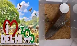 విజయవంతంగా అరుదైన మూడు భారతీయ నాగుపాము పిల్లల జననం! విజయవంతంగా అరుదైన మూడు భారతీయ నాగుపాము పిల్లల జననం!