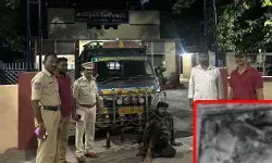 అడవి పందుల అక్రమ రవాణా.. అడవి పందుల అక్రమ రవాణా..