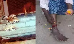 సదాశివపేటలో పెరుగుతున్న వీధి కుక్కల బెడద.. ప్రజల్లో ఆందోళన సదాశివపేటలో పెరుగుతున్న వీధి కుక్కల బెడద.. ప్రజల్లో ఆందోళన