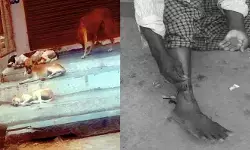 సదాశివపేటలో పెరుగుతున్న వీధి కుక్కల బెడద.. ప్రజల్లో ఆందోళన సదాశివపేటలో పెరుగుతున్న వీధి కుక్కల బెడద.. ప్రజల్లో ఆందోళన