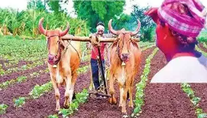 ఊపందుకోని ఖరీఫ్ సాగు ఊపందుకోని ఖరీఫ్ సాగు