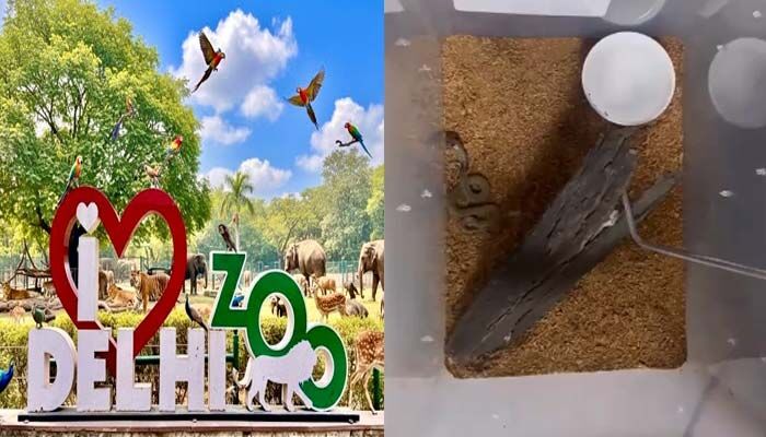 విజయవంతంగా అరుదైన మూడు భారతీయ నాగుపాము పిల్లల జననం!