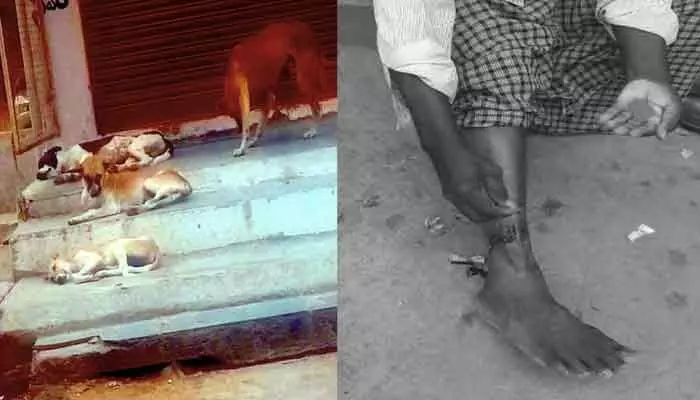 సదాశివపేటలో పెరుగుతున్న వీధి కుక్కల బెడద.. ప్రజల్లో ఆందోళన సదాశివపేటలో పెరుగుతున్న వీధి కుక్కల బెడద.. ప్రజల్లో ఆందోళన