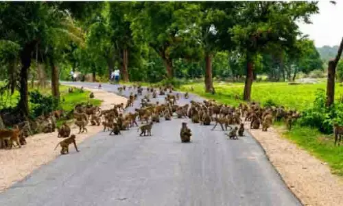 వామ్మో వానరం