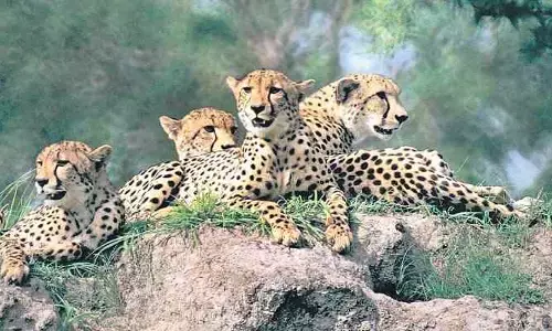 వన్యప్రాణులకు మృత్యుపాశం!