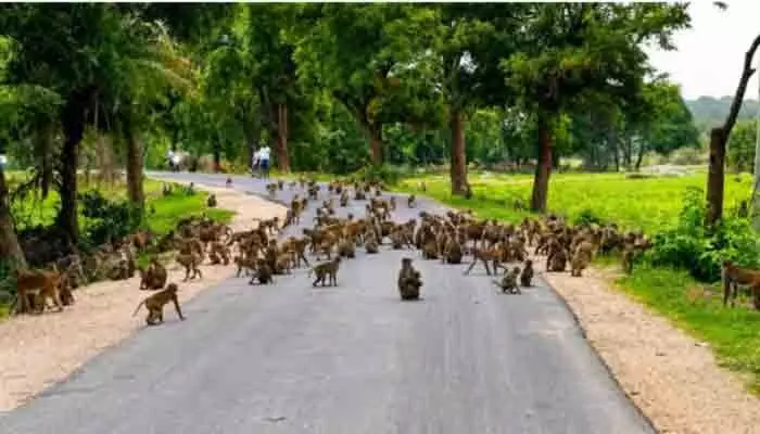 వామ్మో వానరం వామ్మో వానరం