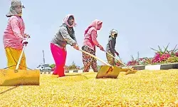 మక్కల రైతులకు చెల్లింపుల్లో జాప్యం.. వందల కోట్ల బకాయిల కోసం ఎదురుచూపులు