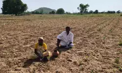 వర్షాభావంతో నారాయణపేటలో దూదిపూల దుఃఖం వర్షాభావంతో నారాయణపేటలో దూదిపూల దుఃఖం