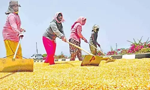 మక్కల రైతులకు చెల్లింపుల్లో జాప్యం.. వందల కోట్ల బకాయిల కోసం ఎదురుచూపులు