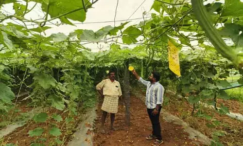 ఉద్యాన పంటల సాగుకు ప్రోత్సాహకం